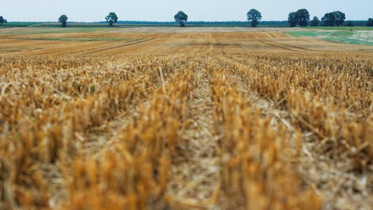 Сельхозтоваропроизводители Бичурского района могут выйти на онлайн-продажи при федеральной поддержке