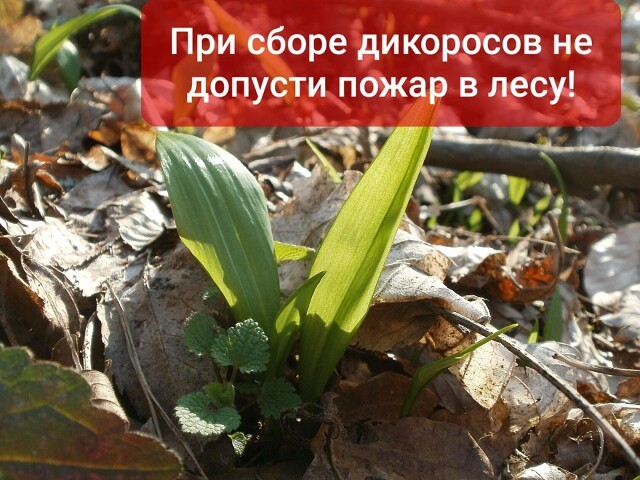 При сборе дикоросов не допусти пожар в лесу!. При сборе дикоросов не допусти пожар в лесу!.
